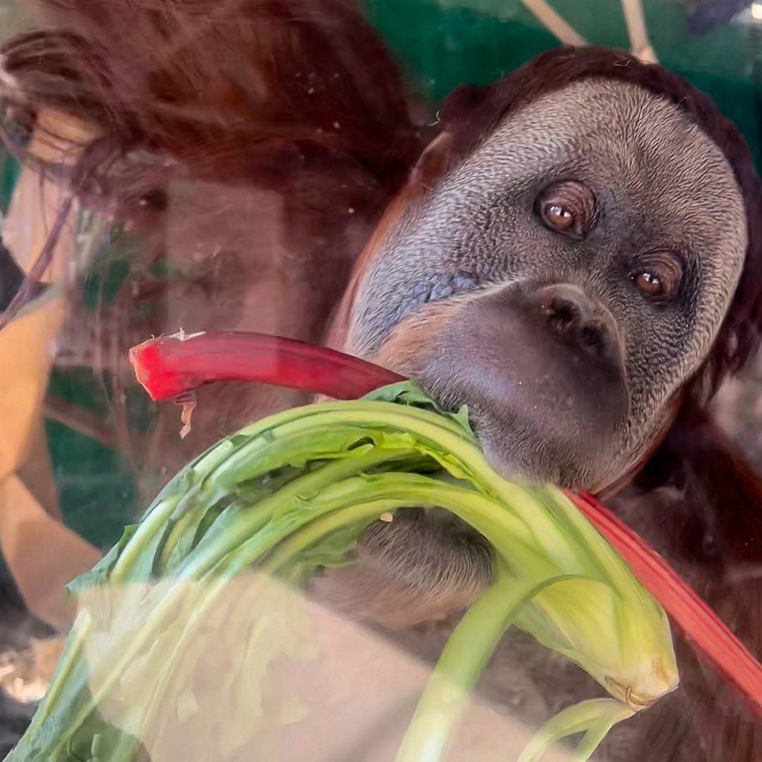 Sydney Zoo November Public Day Tour November 2022 Image -636ff9d553e93